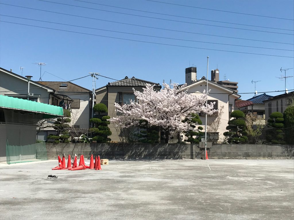 SAKURA　サクラ　桜　咲く